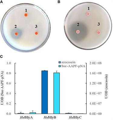 An extracellular protease containing a novel C-terminal extension produced by a marine-originated haloarchaeon
